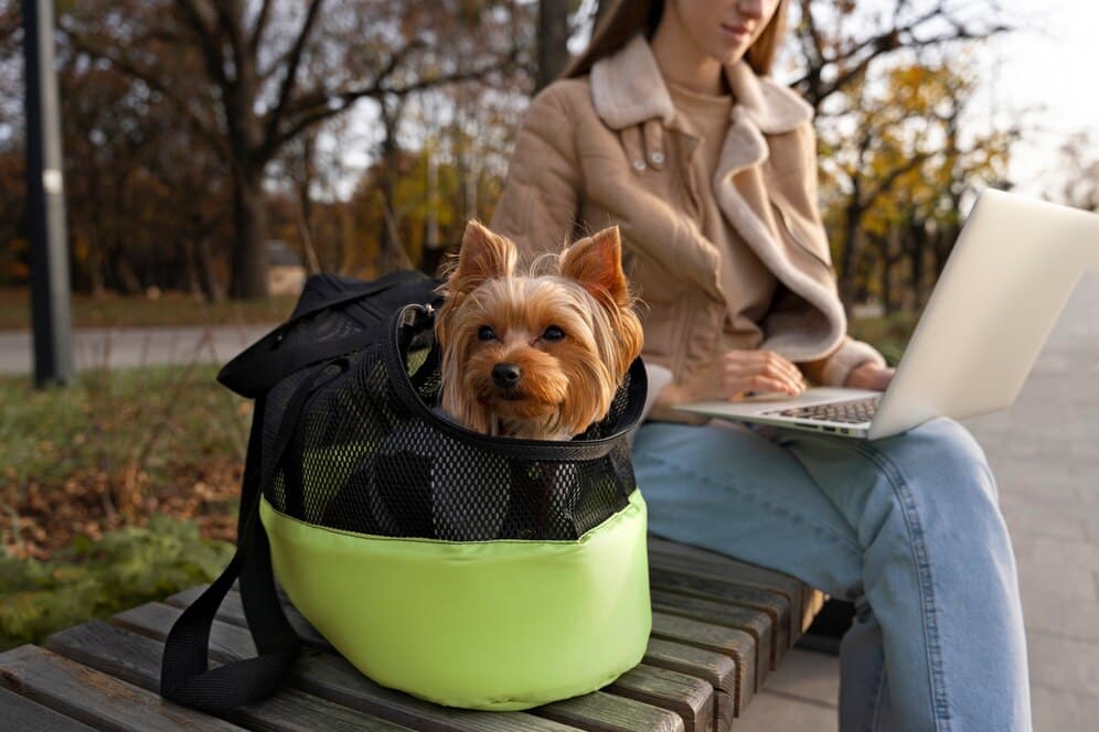 pet travel gear